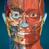 Anatomy Learning - 3D Anatomy MOD APK